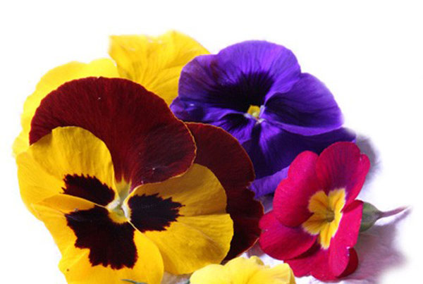 Fiori commestibili: più colore nei piatti!