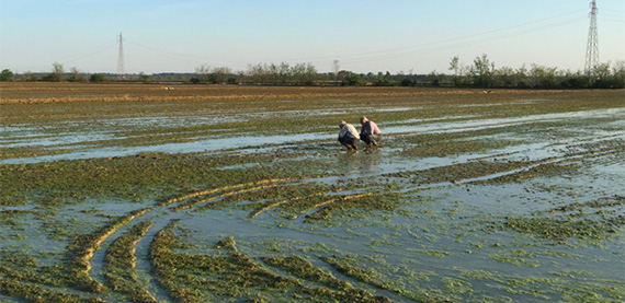 Zona di provenienza del Riso Baraggia Carnaroli DOP